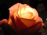 002 Rosa incadescente.JPG
